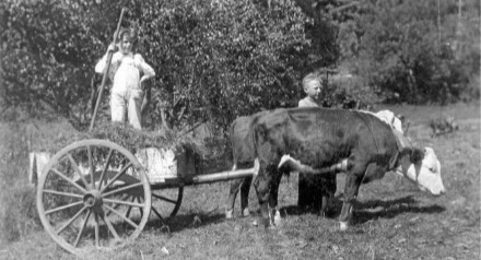 Haying -Everyone Helps