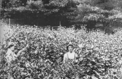 Miss Clyde's Dahlias